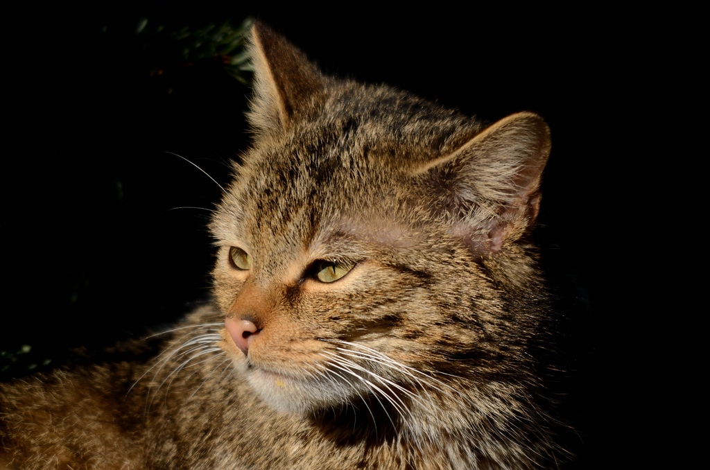 Wildkatze Felis silvestris  4