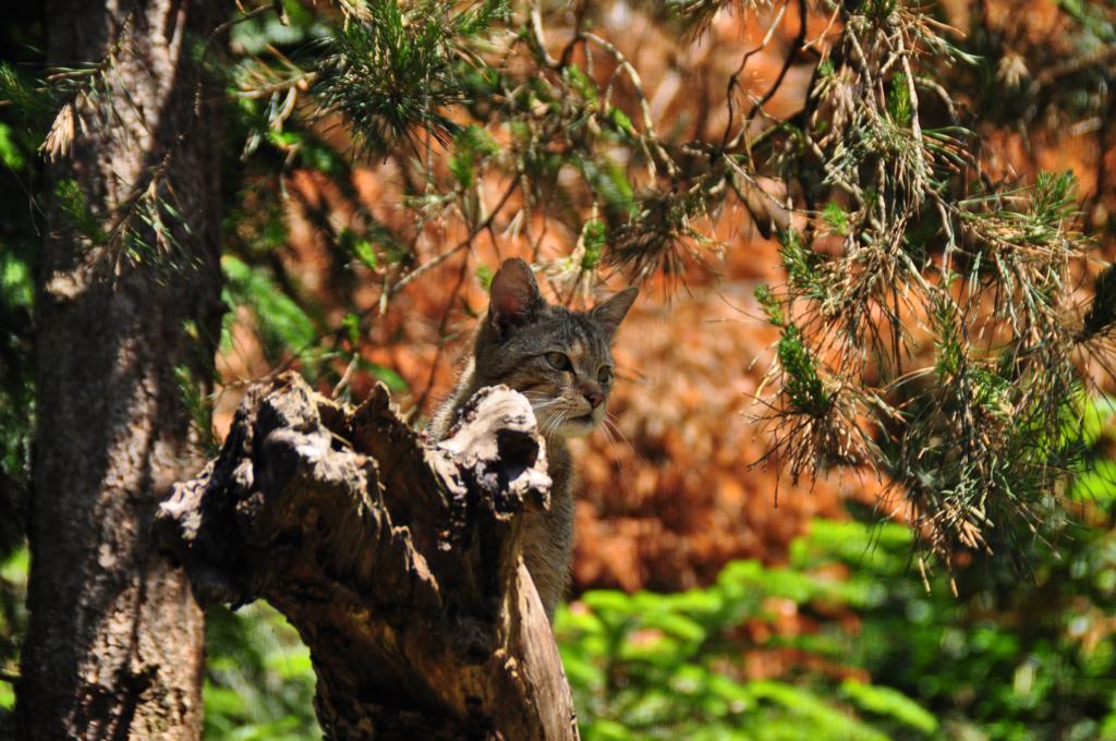 Wildkatze (Felis silvestris)