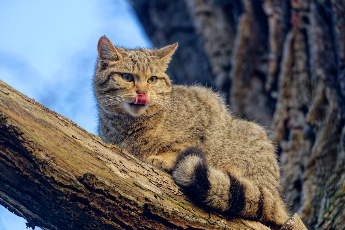 Wildkatze II.jpg