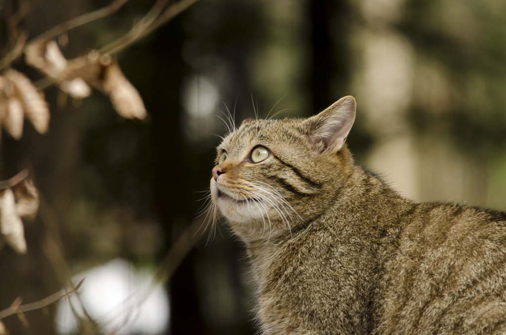 Wildkatze im TIerpark Langnau am Albis