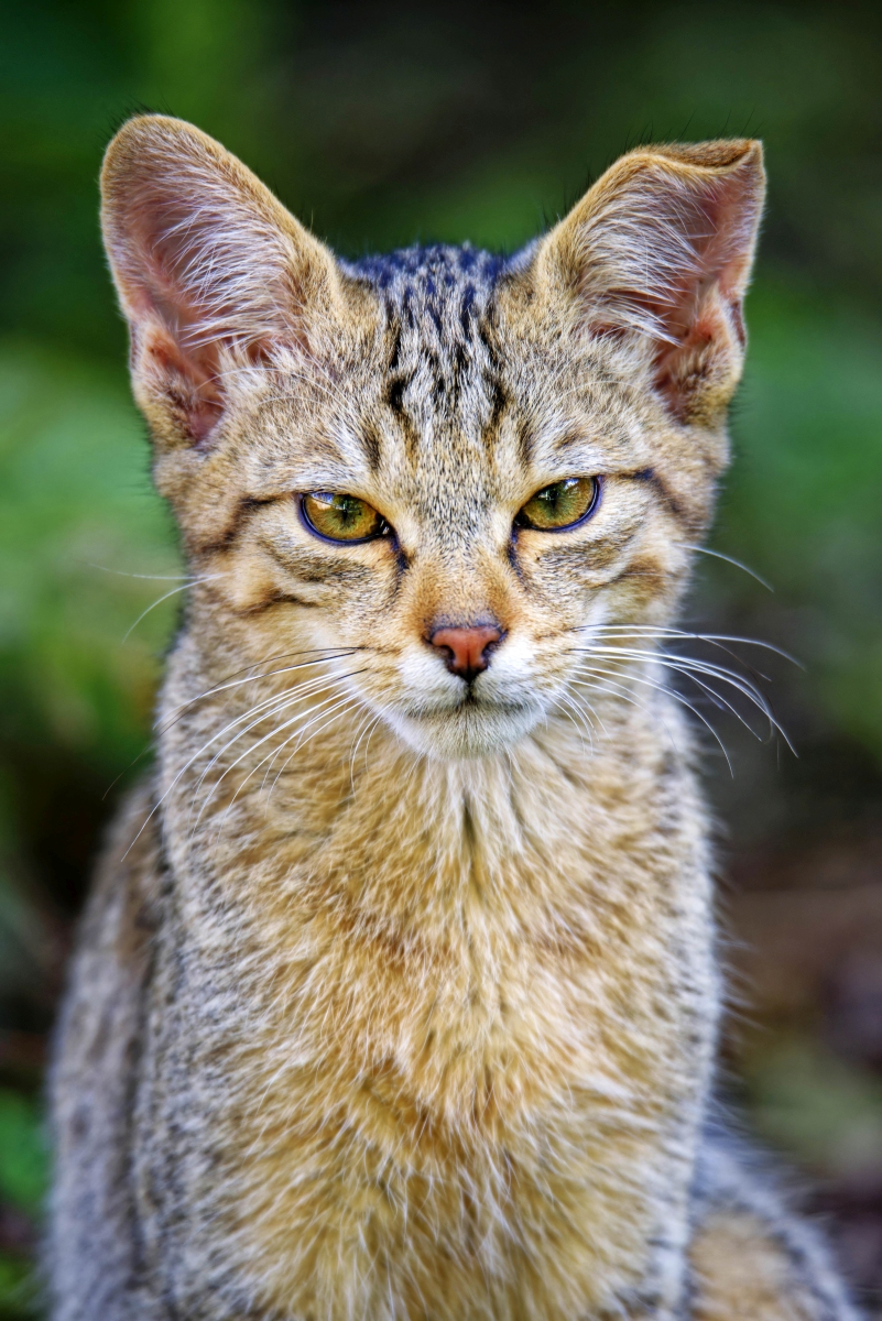 Wildkatze Portrait.jpg