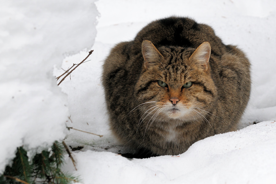 Wildkatze