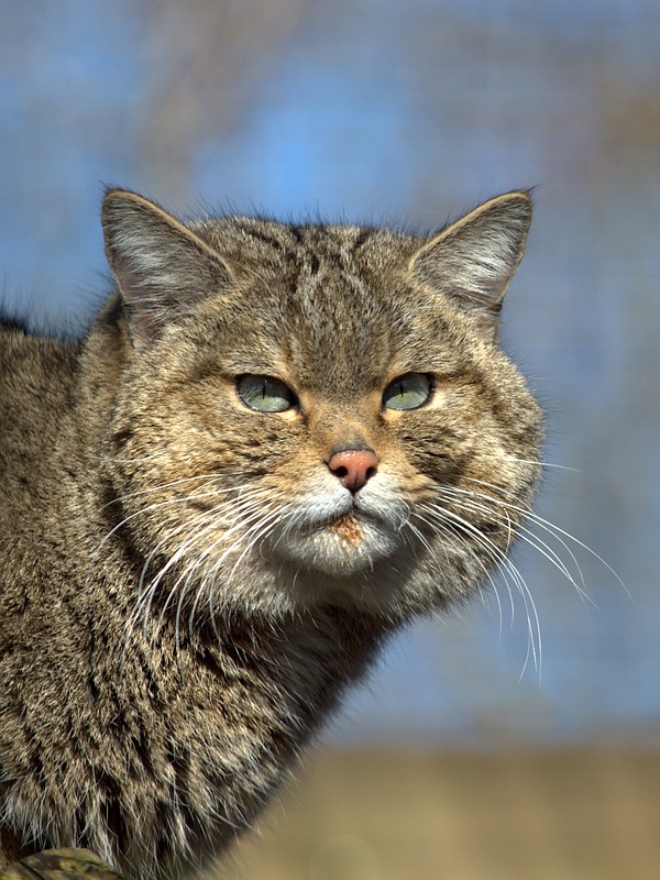 WILDKATZE