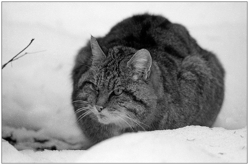 Wildkatze