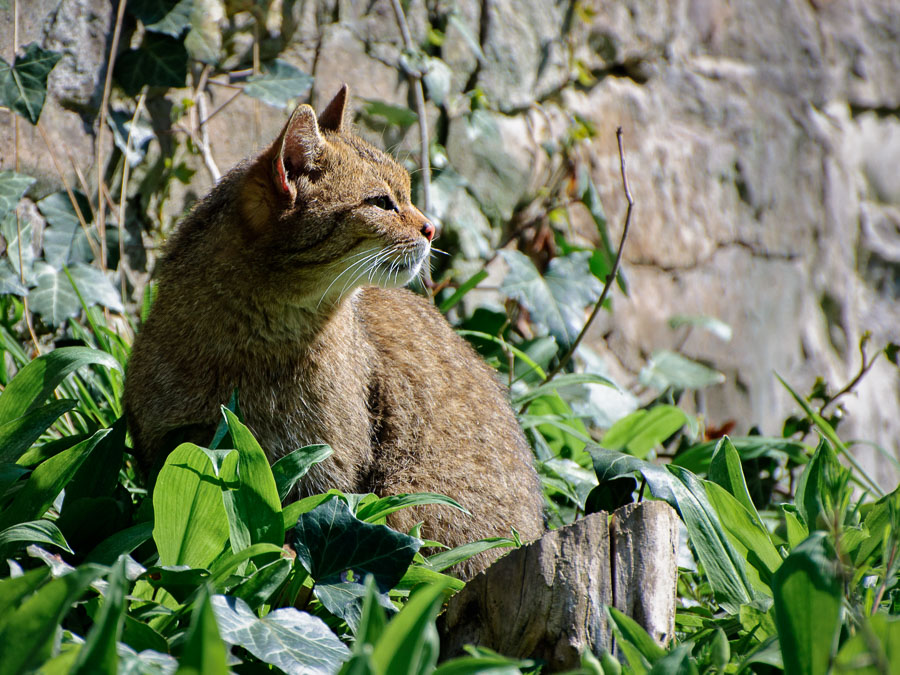 Wildkatze