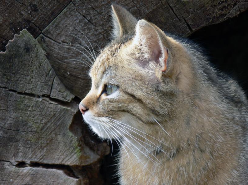 wildkatze800