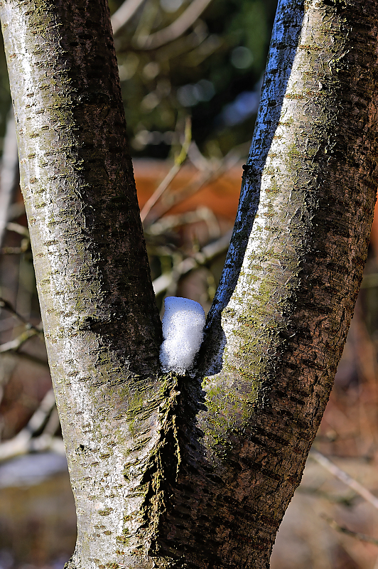 Wildkirsche.jpg