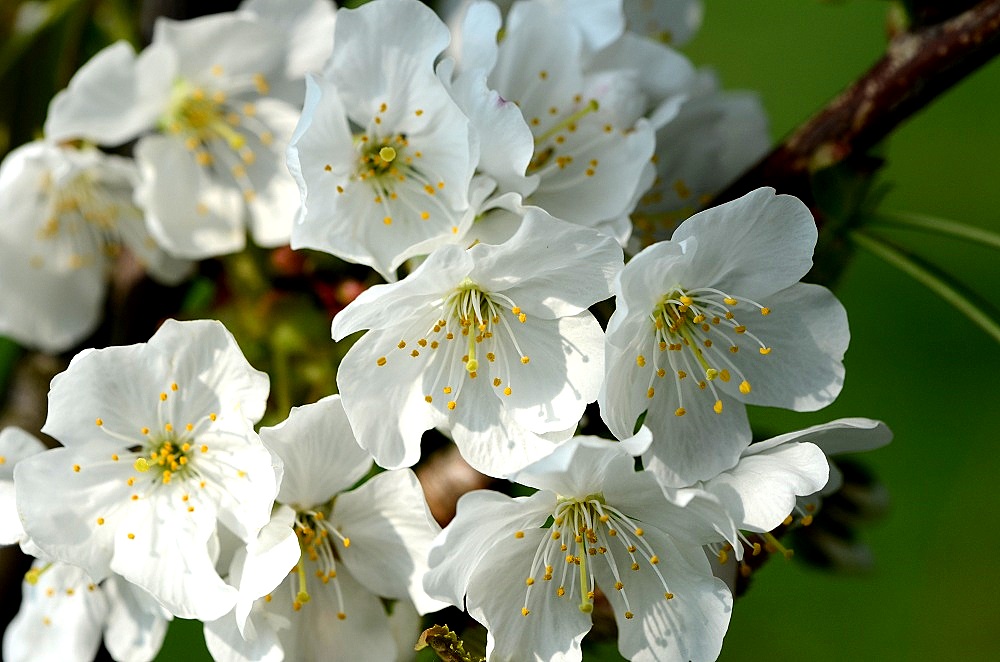 Wildkirschen