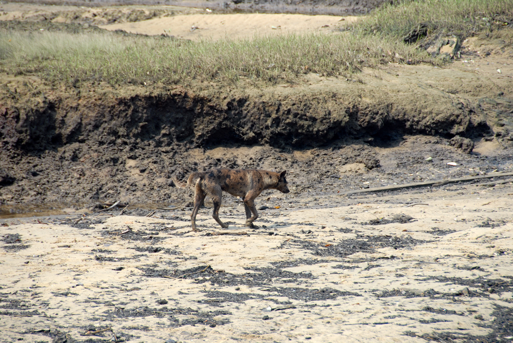 wildlebender Hund.jpg