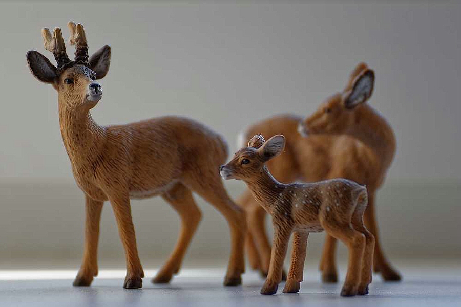 Wildlife in der Fensterbank