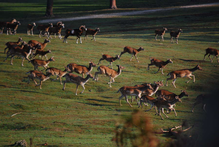 Wildlife