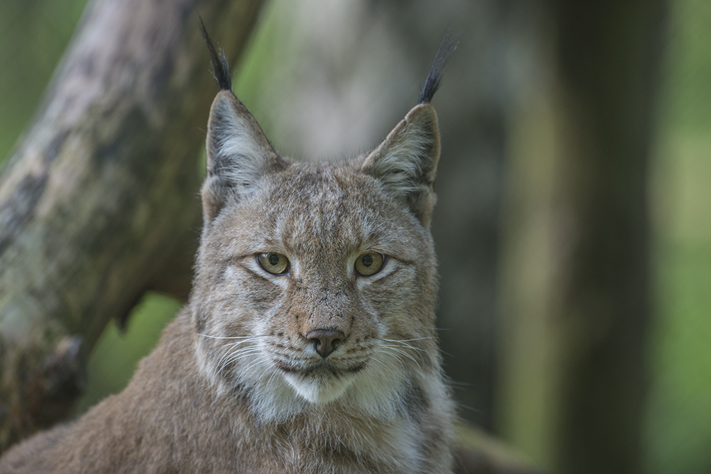 wildpark 01