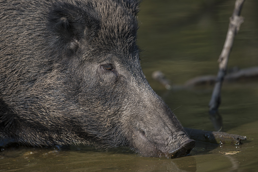 wildpark 02