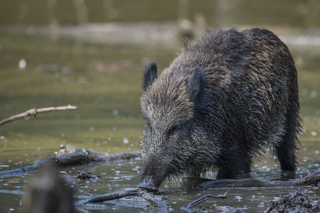 wildpark 03