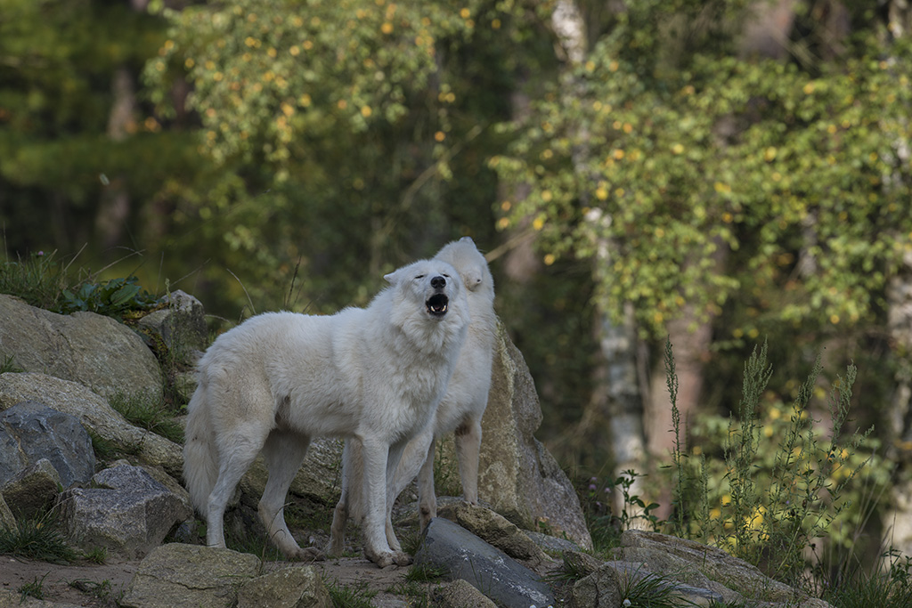 wildpark 04