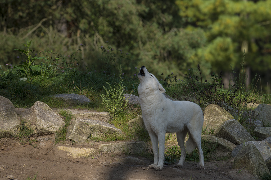 wildpark 05