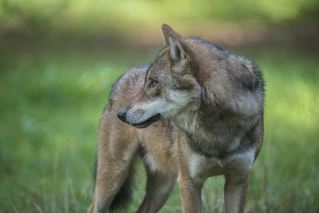 wildpark 06