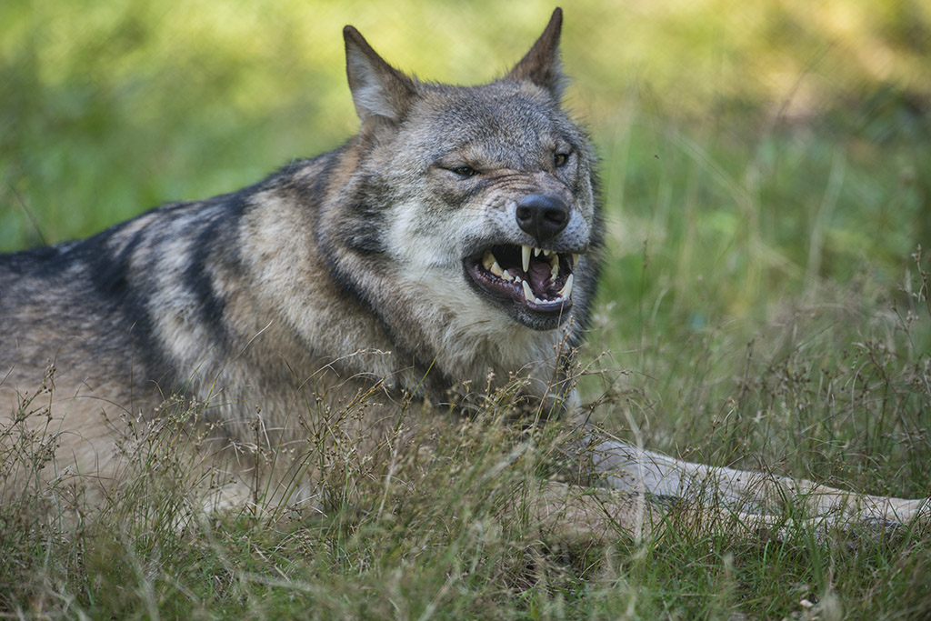 wildpark 07
