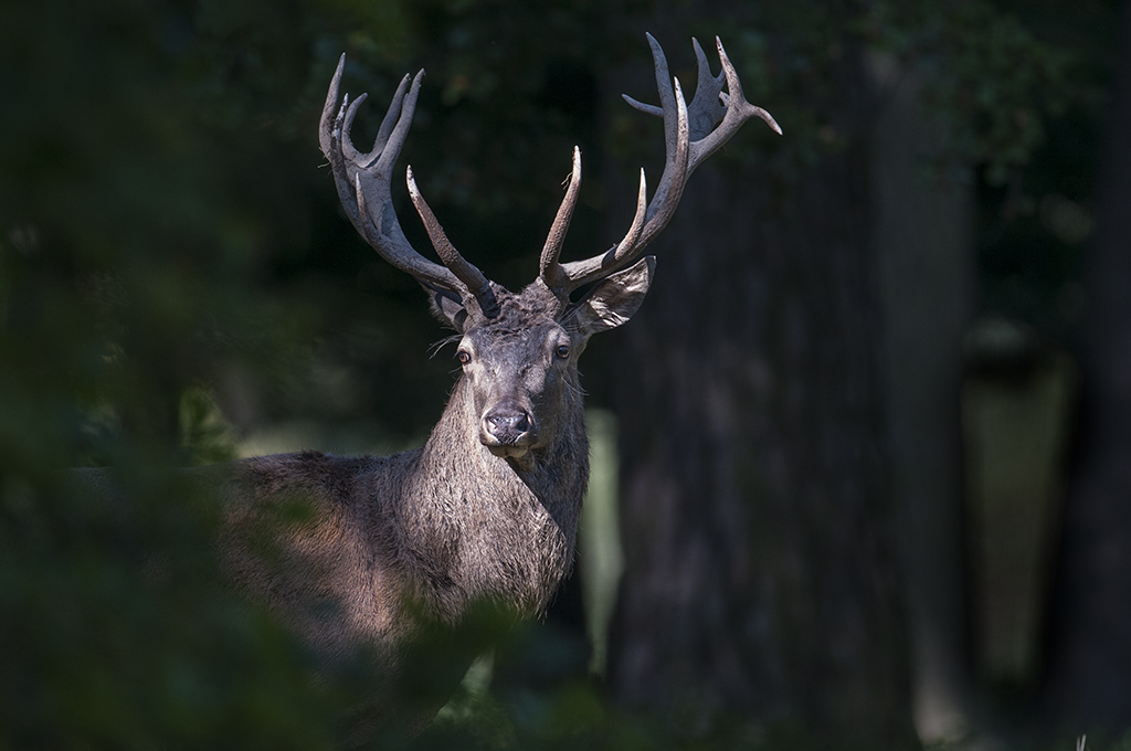 wildpark 08