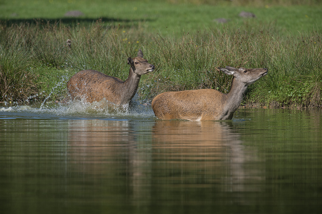 wildpark 09