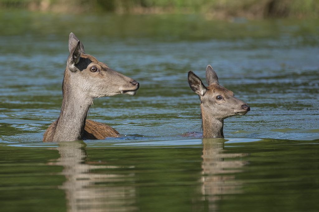 wildpark 10