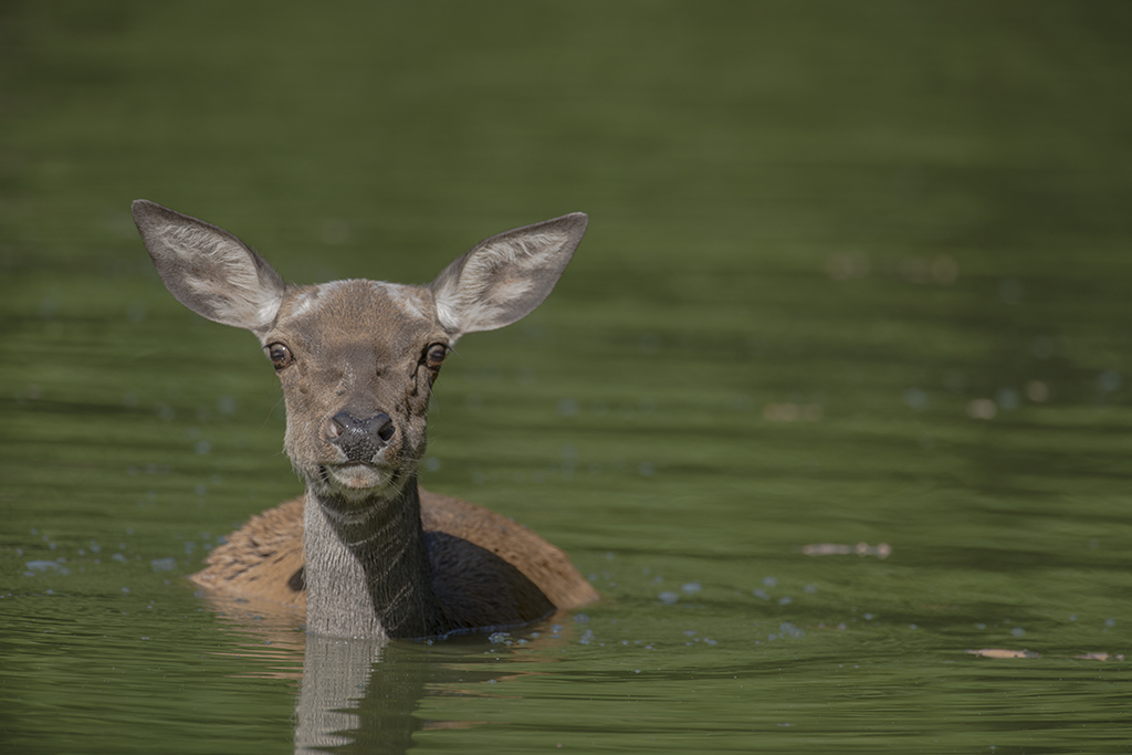 wildpark 11