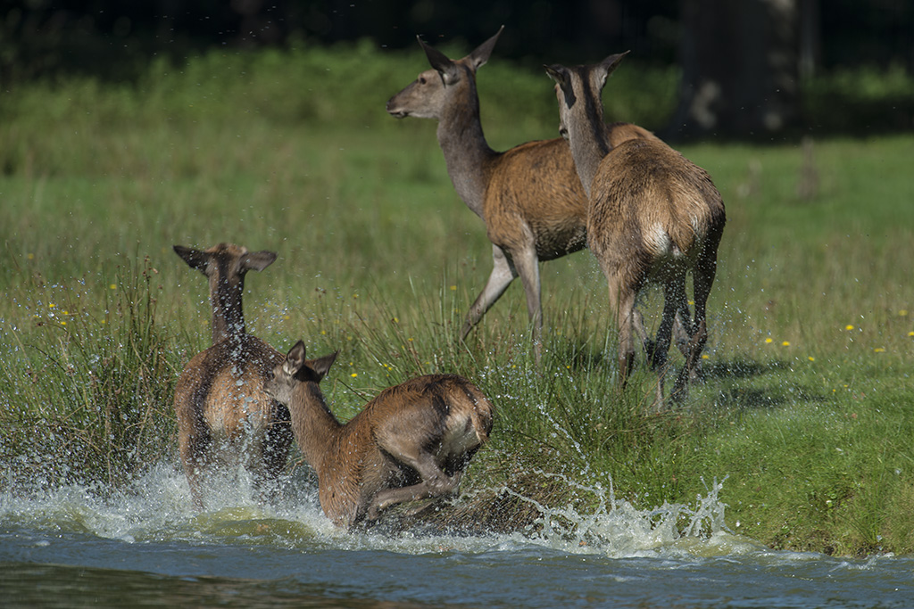 wildpark 12