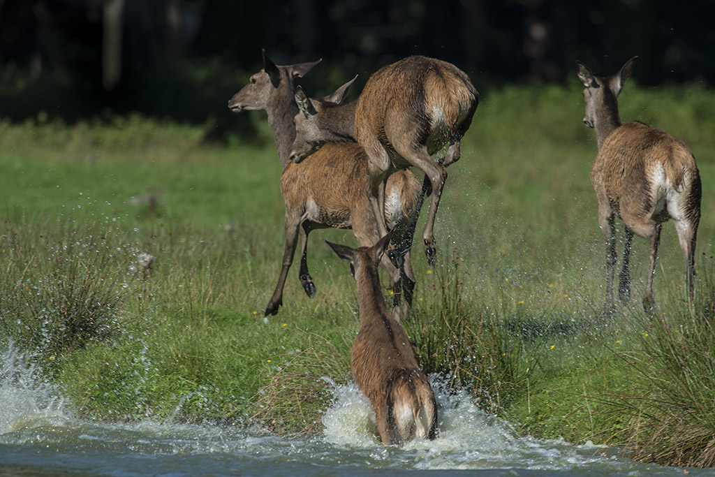 wildpark 13