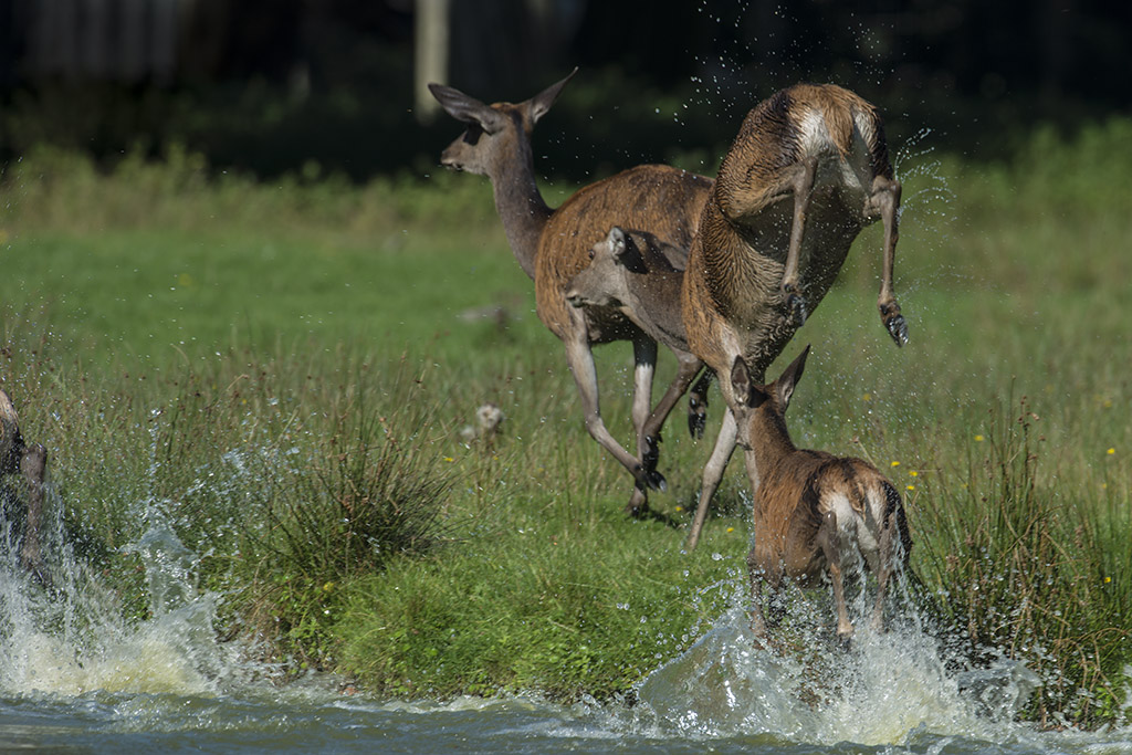 wildpark 14