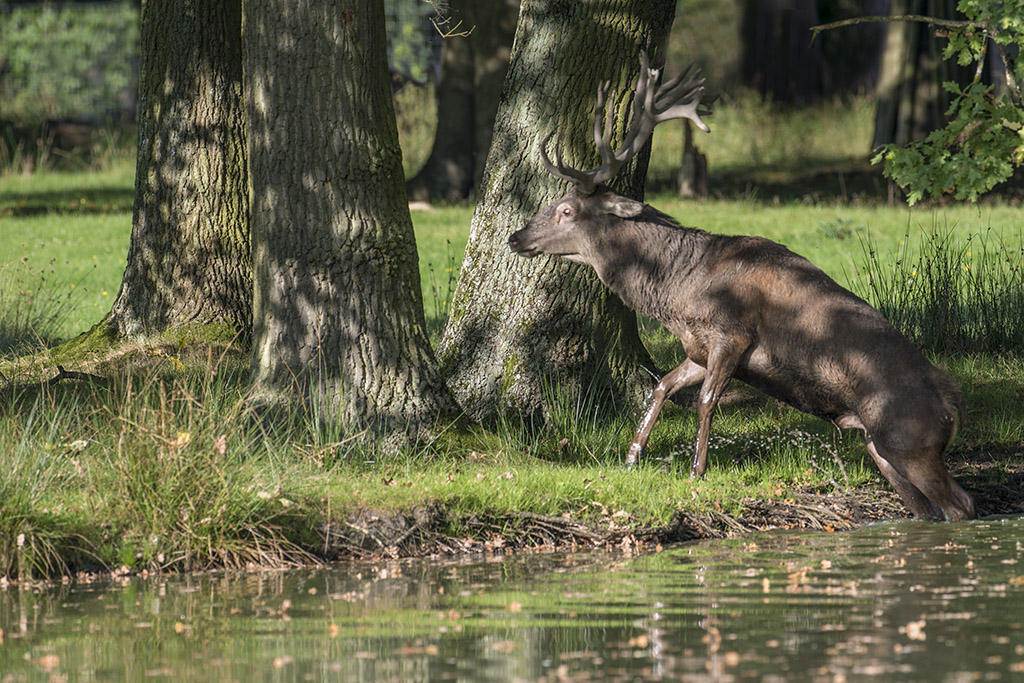 wildpark 15