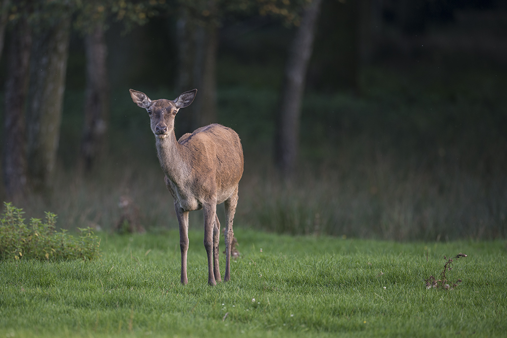 wildpark 16