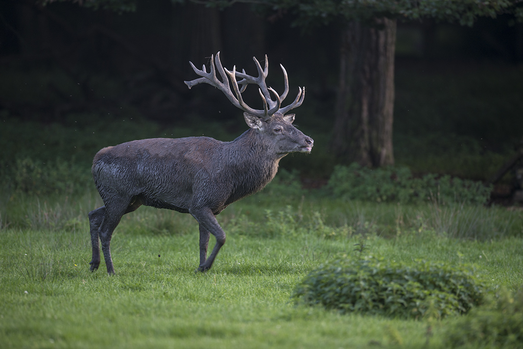 wildpark 17