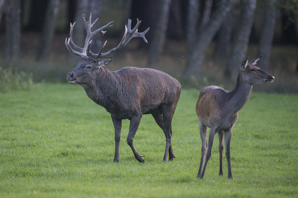 wildpark 18
