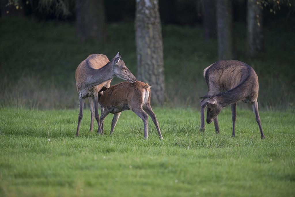 wildpark 19