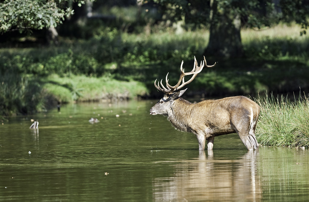 wildpark 2