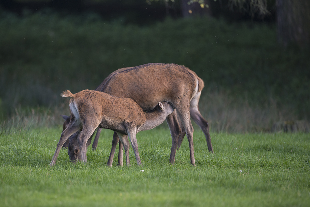 wildpark 20
