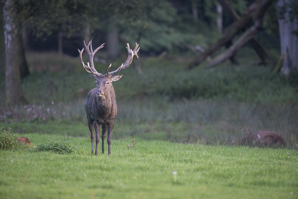 wildpark 21