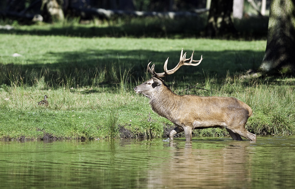 wildpark 3
