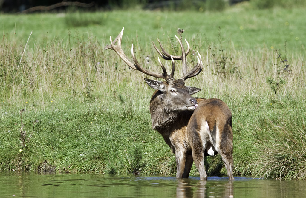wildpark 4