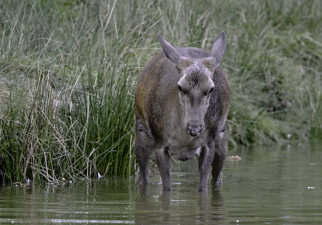 wildpark 5