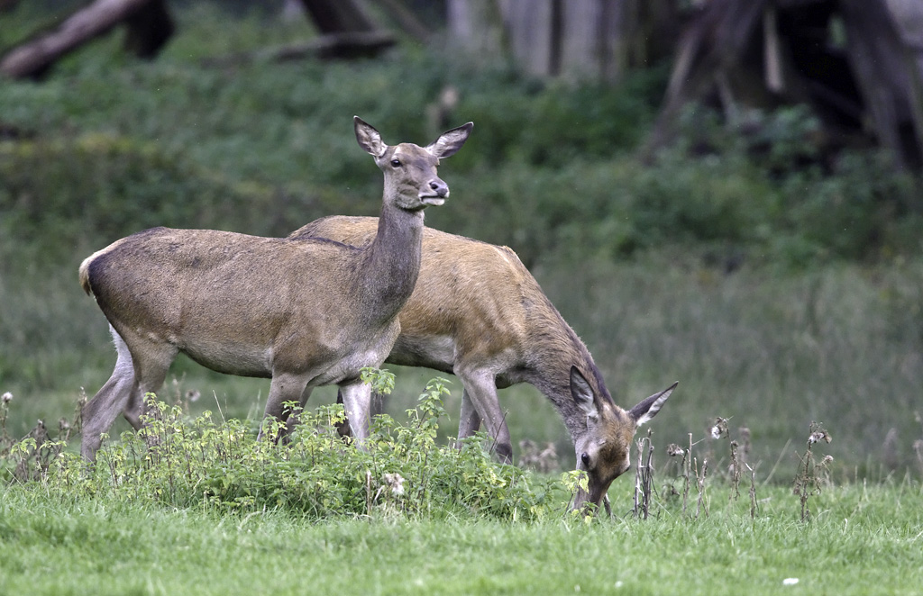 wildpark 6