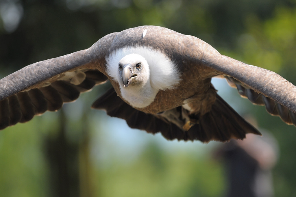 Wildpark Edersee 0127 Geier im Anflug