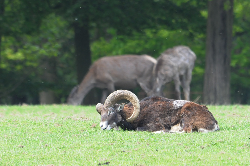 Wildpark Edersee Widder