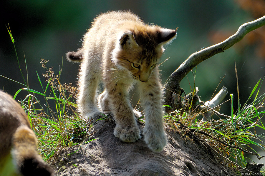 Wildpark Granat 2009 08 14 D2X 3559 1a