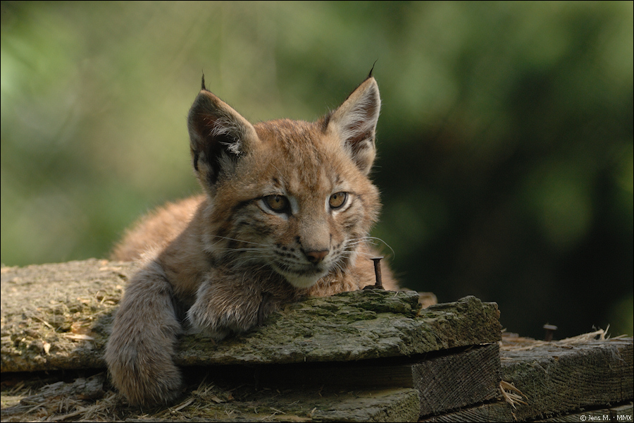 Wildpark Granat 2009 08 14 D2X 3621
· http://www.nikon-fotografie.de/vbulletin/showpost.php?p=1349891&postcount=14