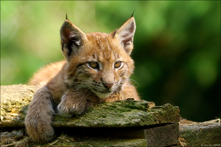 Wildpark Granat 2009 08 14 D2X 3621 2a

EXIFs:
Kamera: NIKON D2X
Objektiv: AF-S VR Zoom-Nikkor 200-400mm F4G IF-ED
Brennweite: 400mm (600 mm KB)
Blend