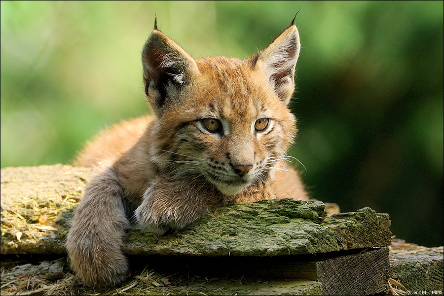 Wildpark Granat 2009 08 14 D2X 3621 2b
· http://www.nikon-fotografie.de/vbulletin/showpost.php?p=1349891&postcount=14