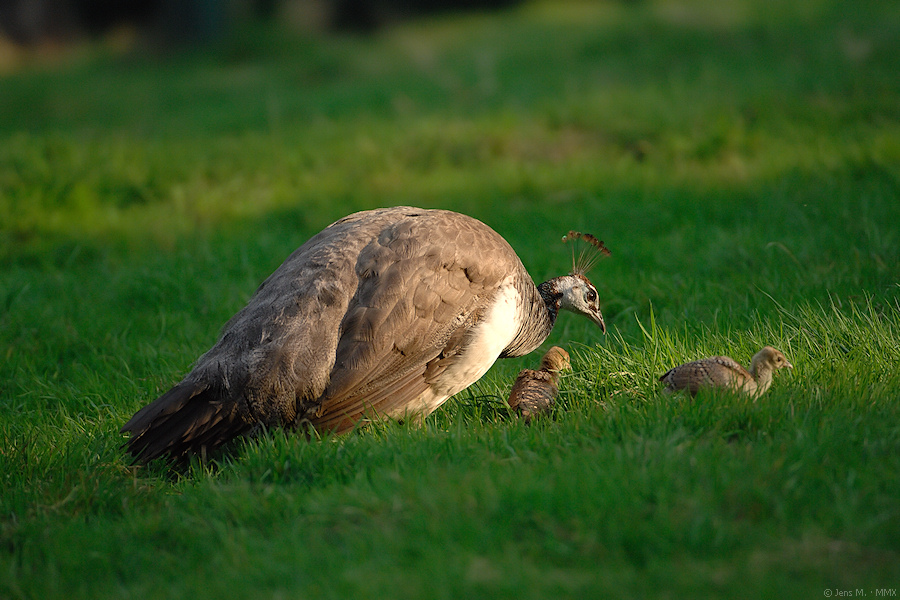 Wildpark Granat 2009 08 14 D2X 4460 1a

· http://www.nikon-fotografie.de/vbulletin/showpost.php?p=1311295&postcount=2693