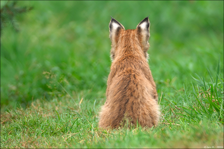 Wildpark Granat 2009 09 12 D2X 4211 1a