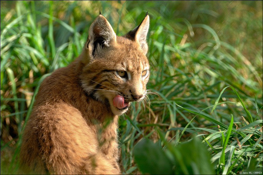 Wildpark Granat 2009 09 12 D2X 4252 1a